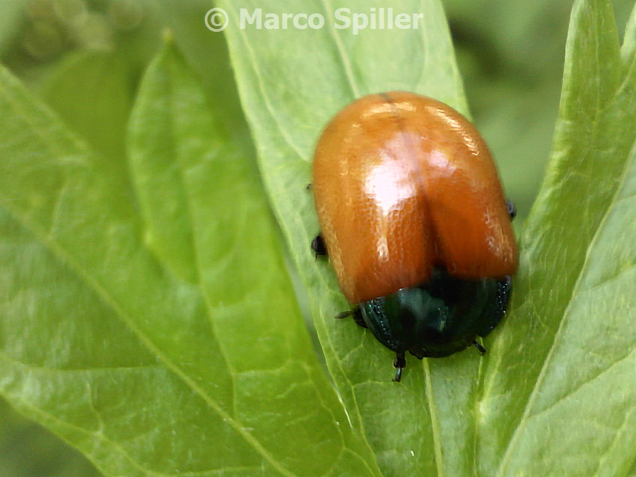 Chrysomela populi ?